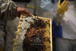 Мёд производят в промышленном масштабе